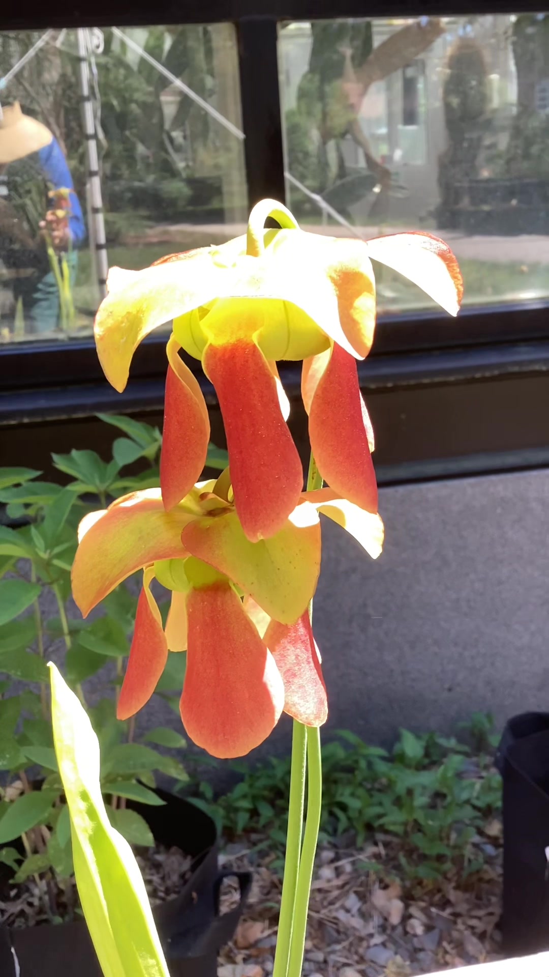 @bsu greenhouse