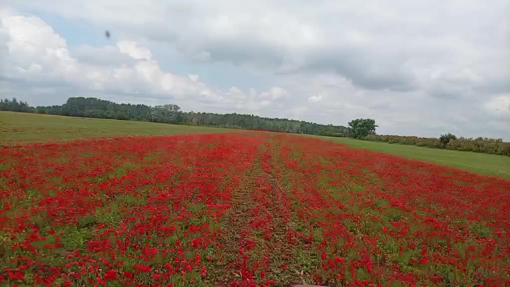 @R&oacute;zsa Mih&aacute;ly 🦂