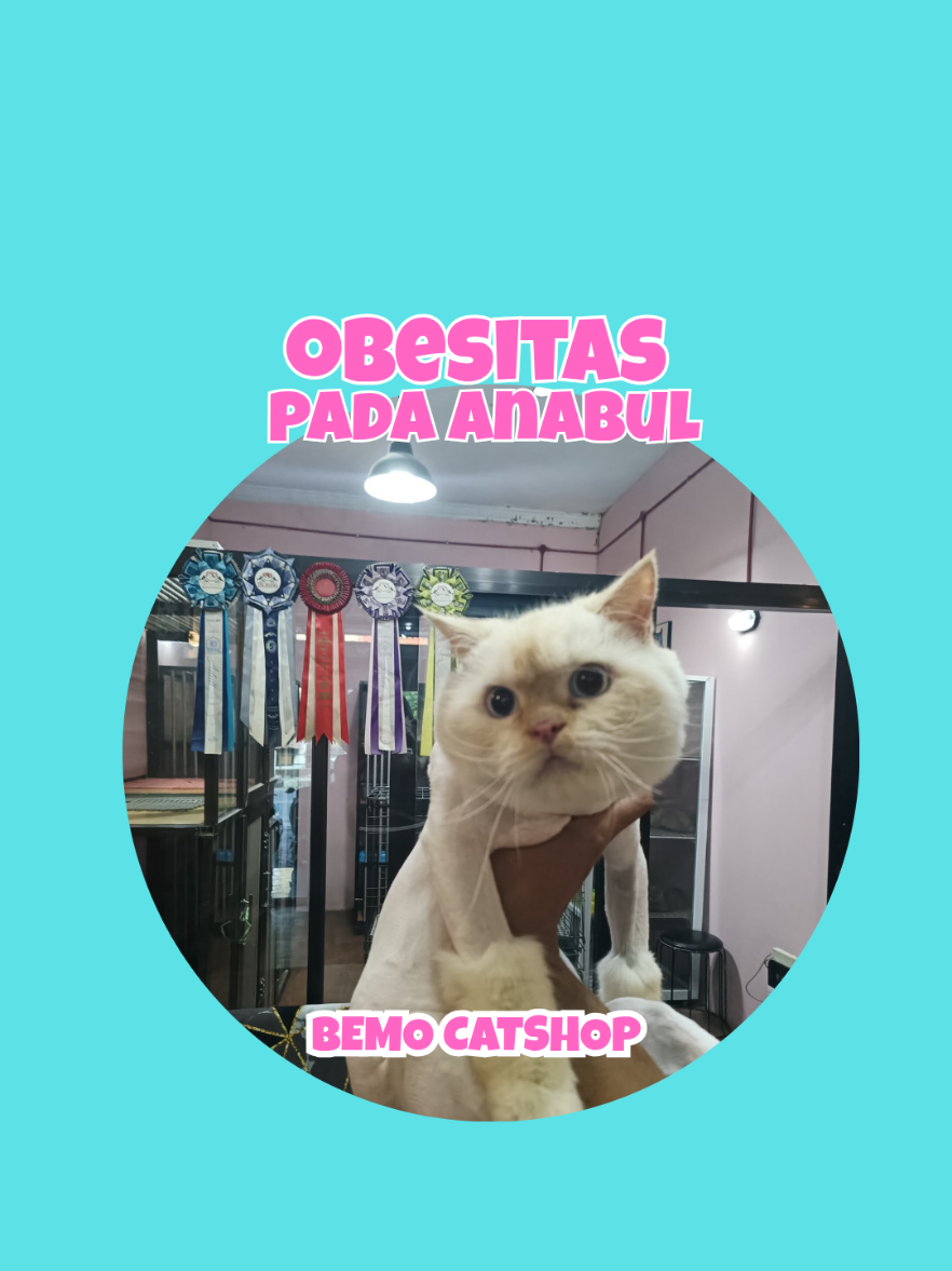 @Bemo Catshop