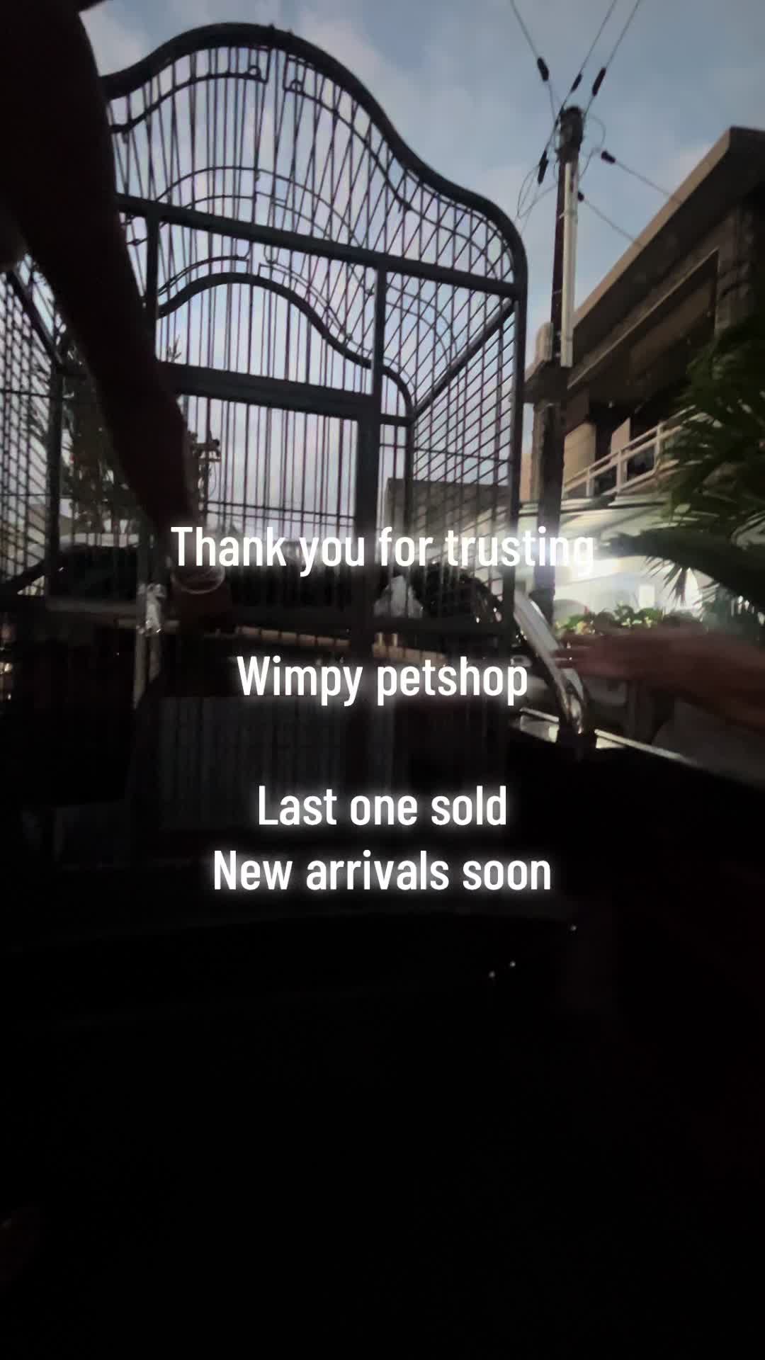 @wimpypetshop
