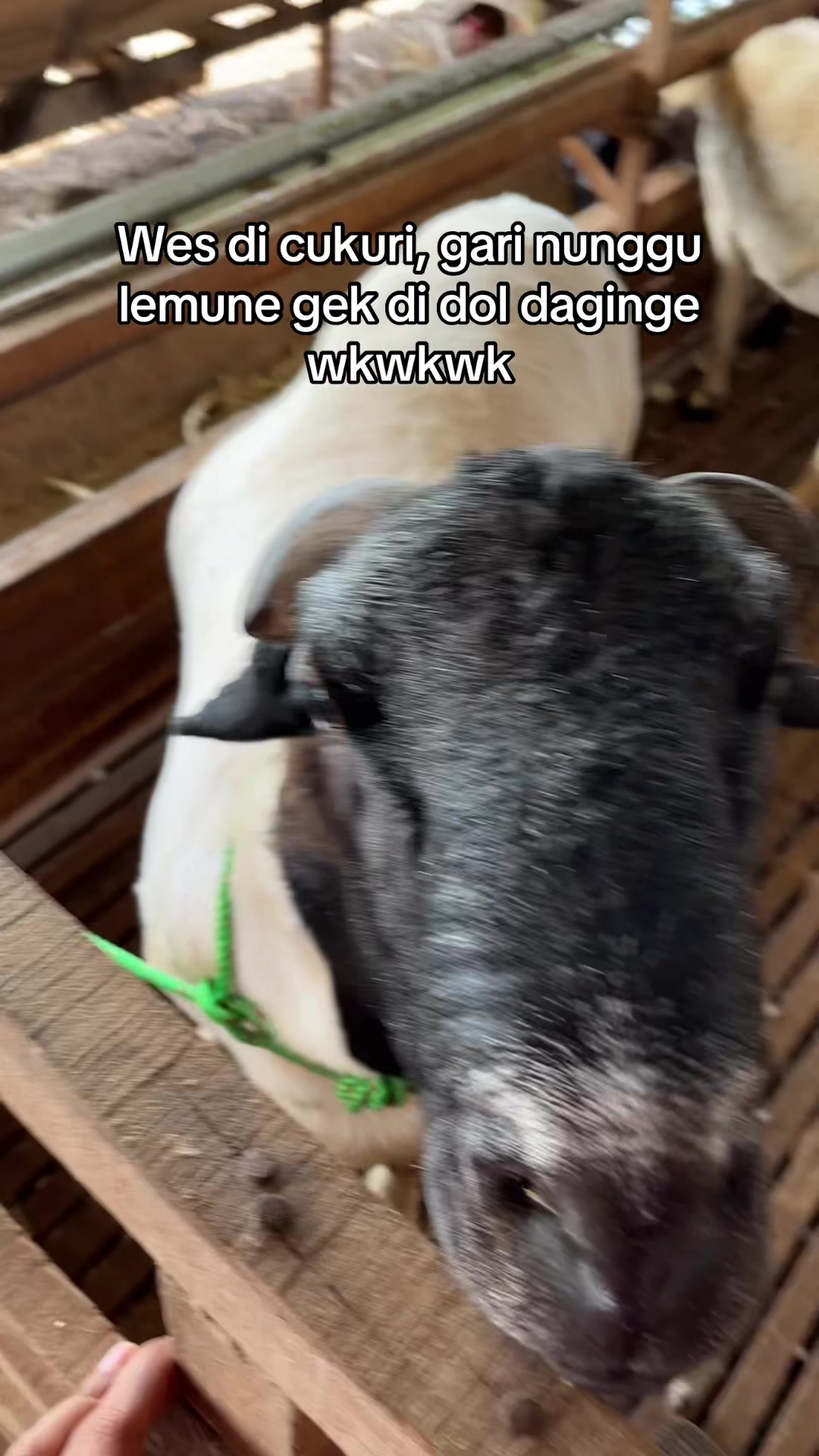 @peternakankambingsolo