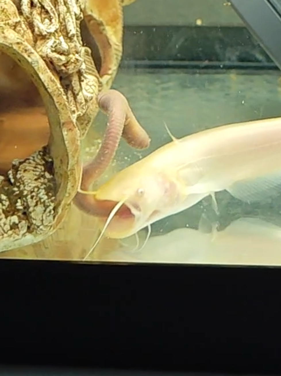 @predatoryfishtank