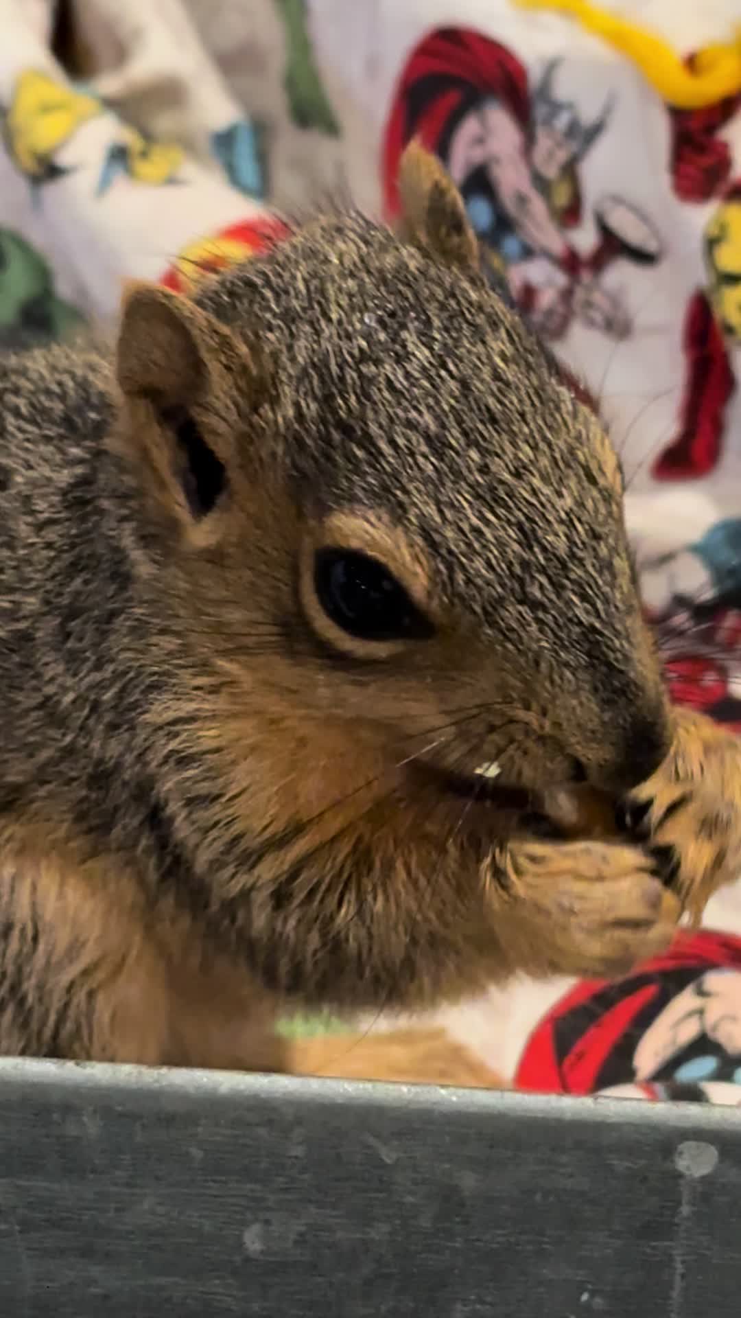 @Squirrel Guy
