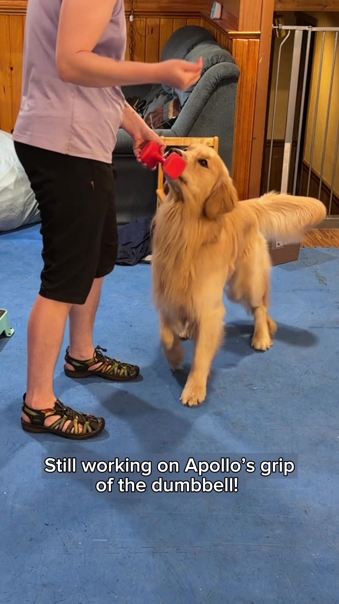@Laura Waudby - Dog Sports