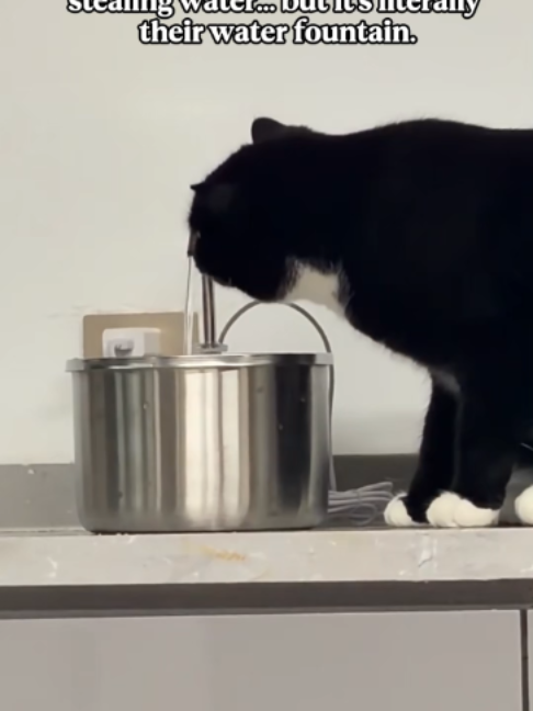 @aitakon_tuokepet