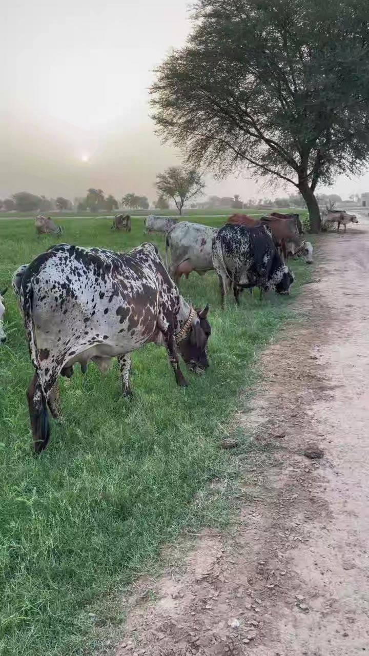 @Waqas Rohi wala