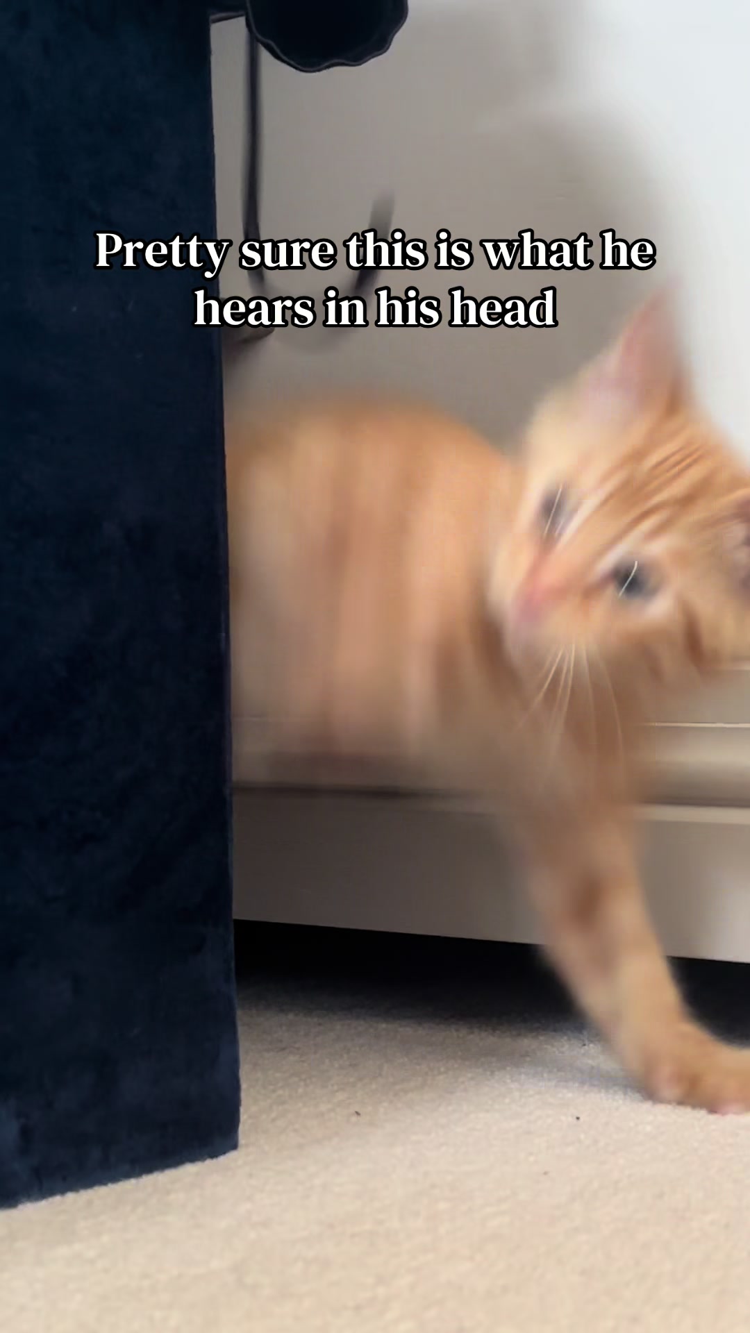 @Teddy &amp; Toby 🧡🐾🐈