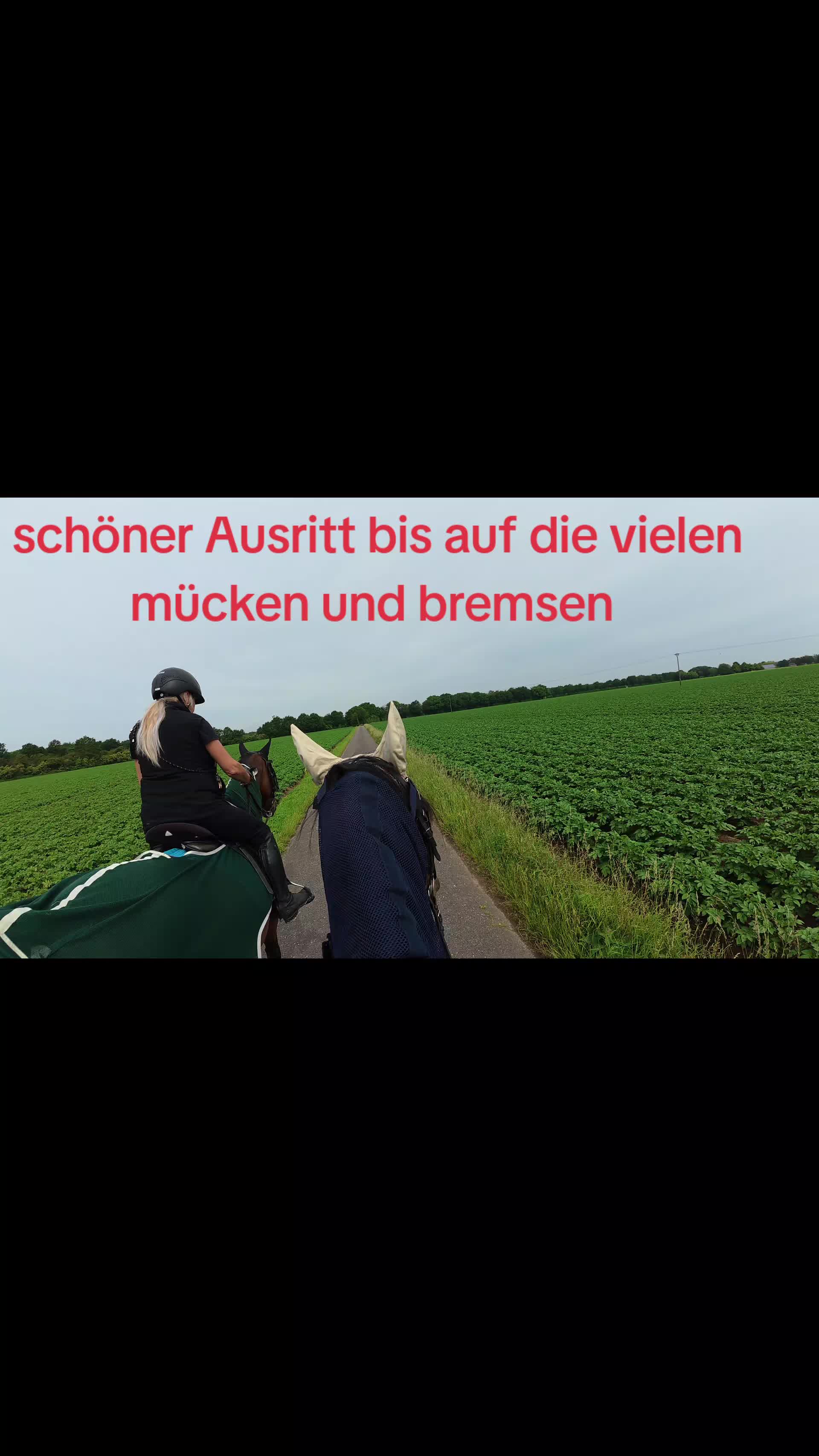 @Steffis_horse_world