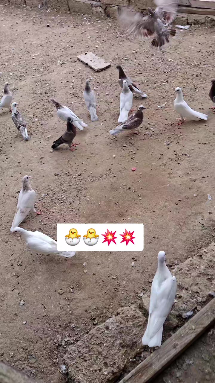 @Qasım T&uuml;rkan 🤝