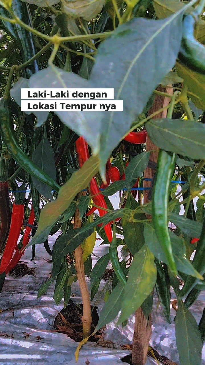 @syamsul_hadi7