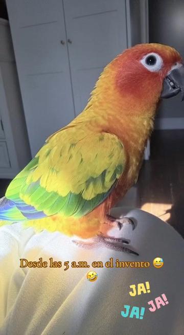 @Mango 🦜La cotorra solar