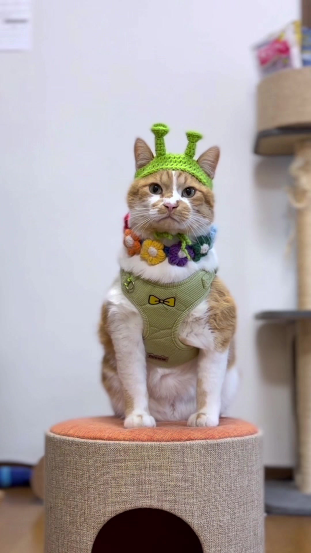 @お散歩大好きもんぶらん🐈