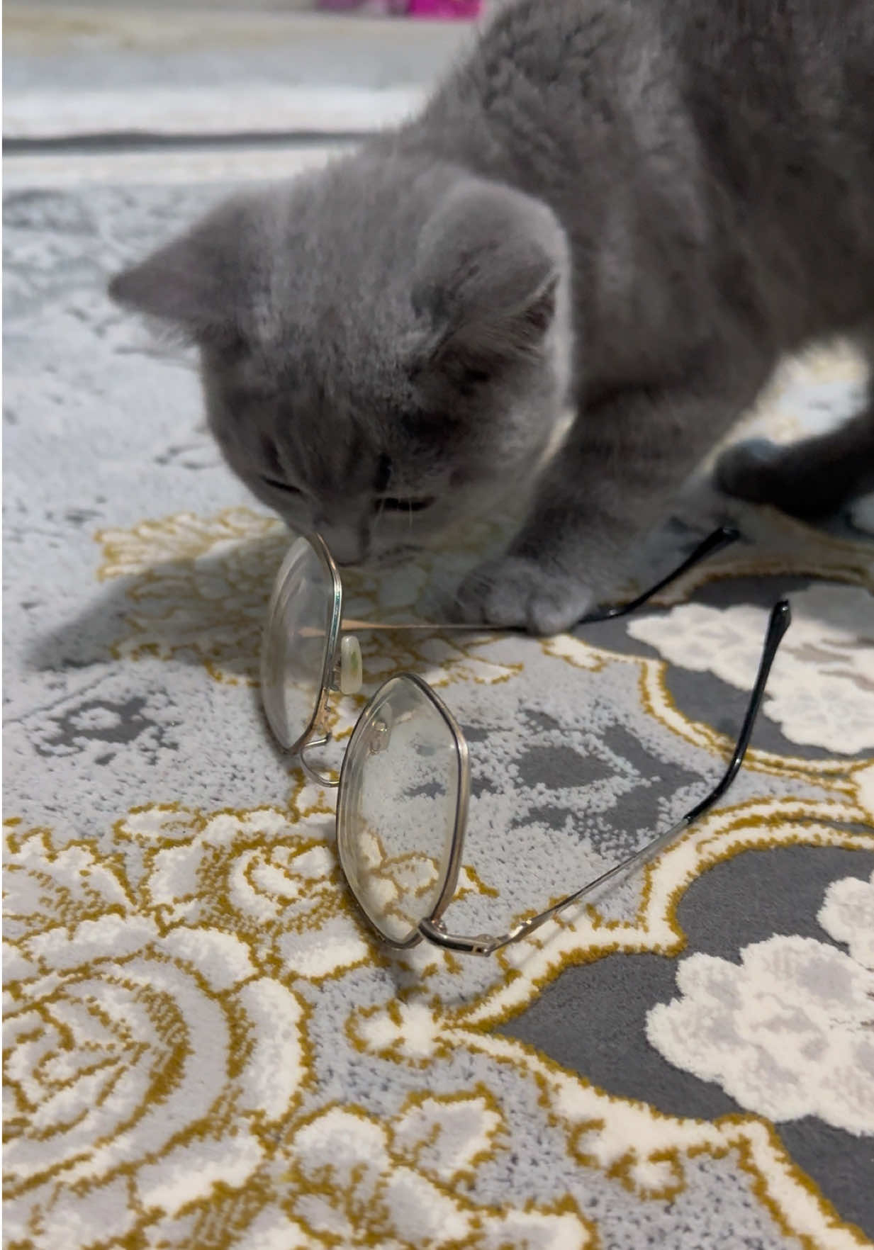 @British Twin Cats ✨