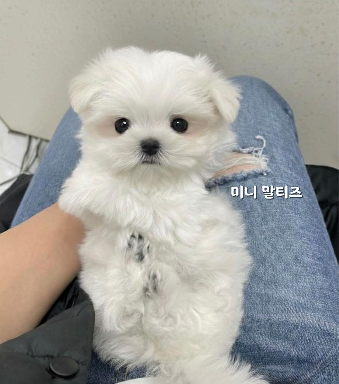 @perro feliz