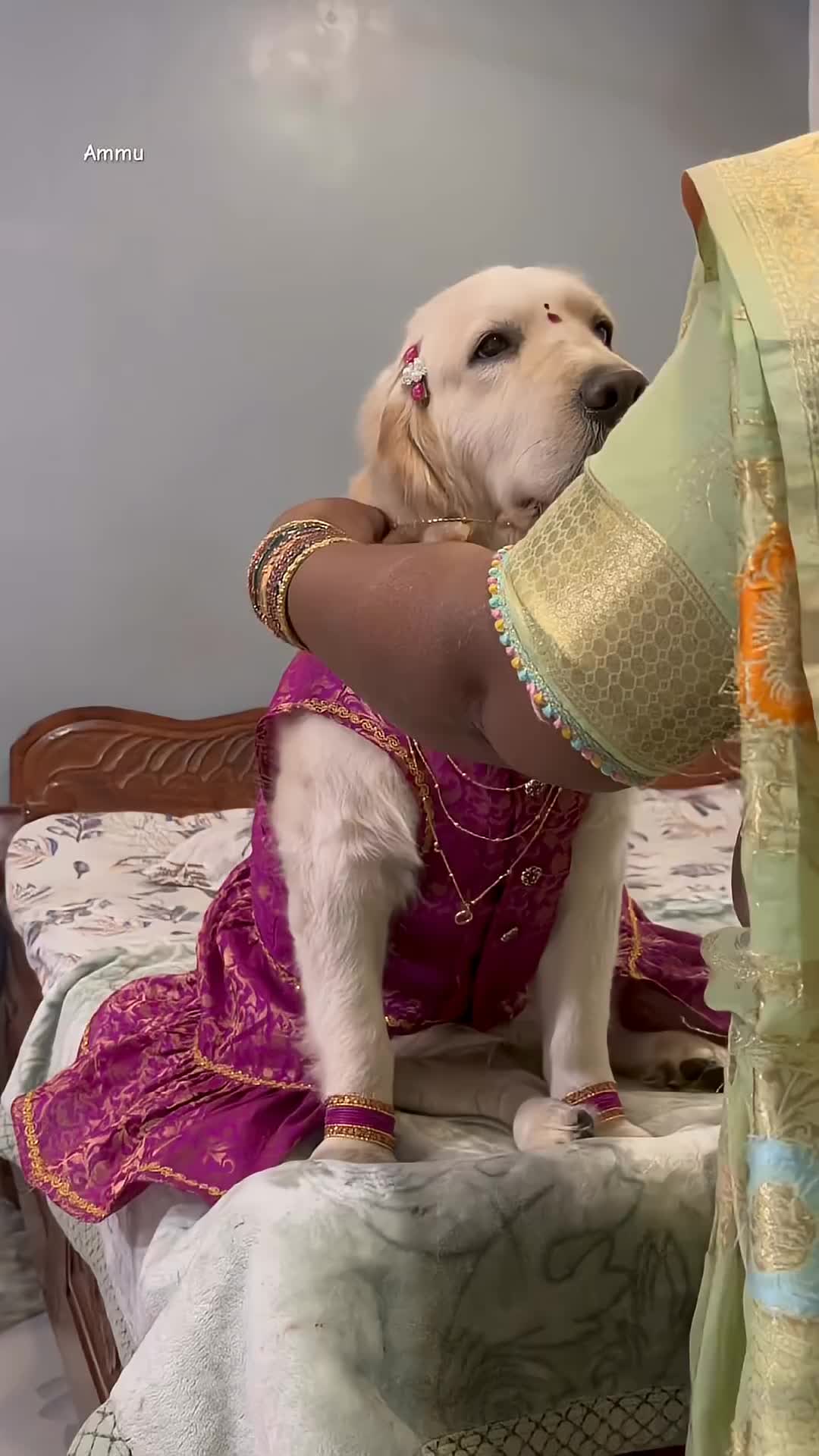 @Dogs Lovers