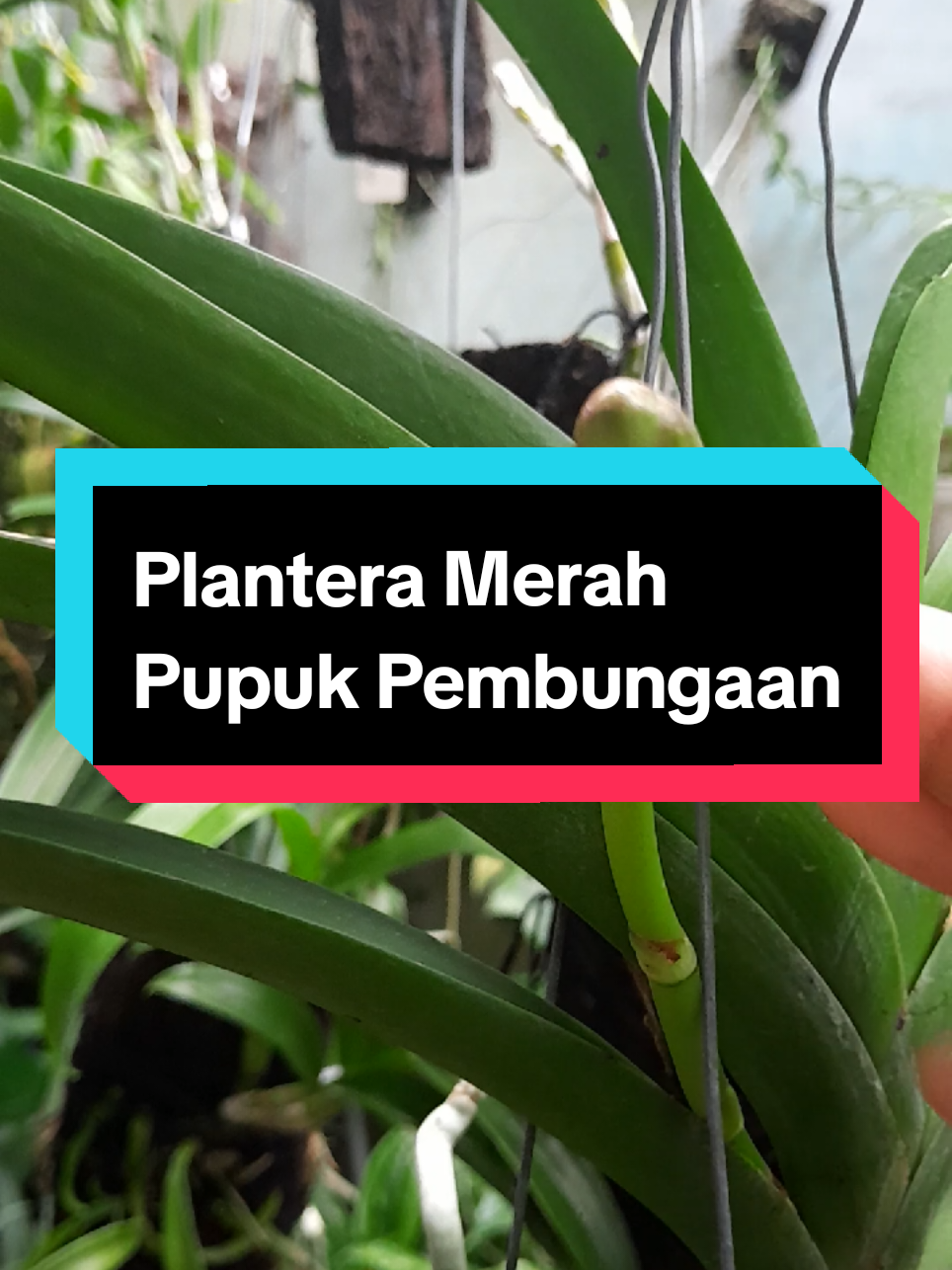@Ambar healthy herbapedia
