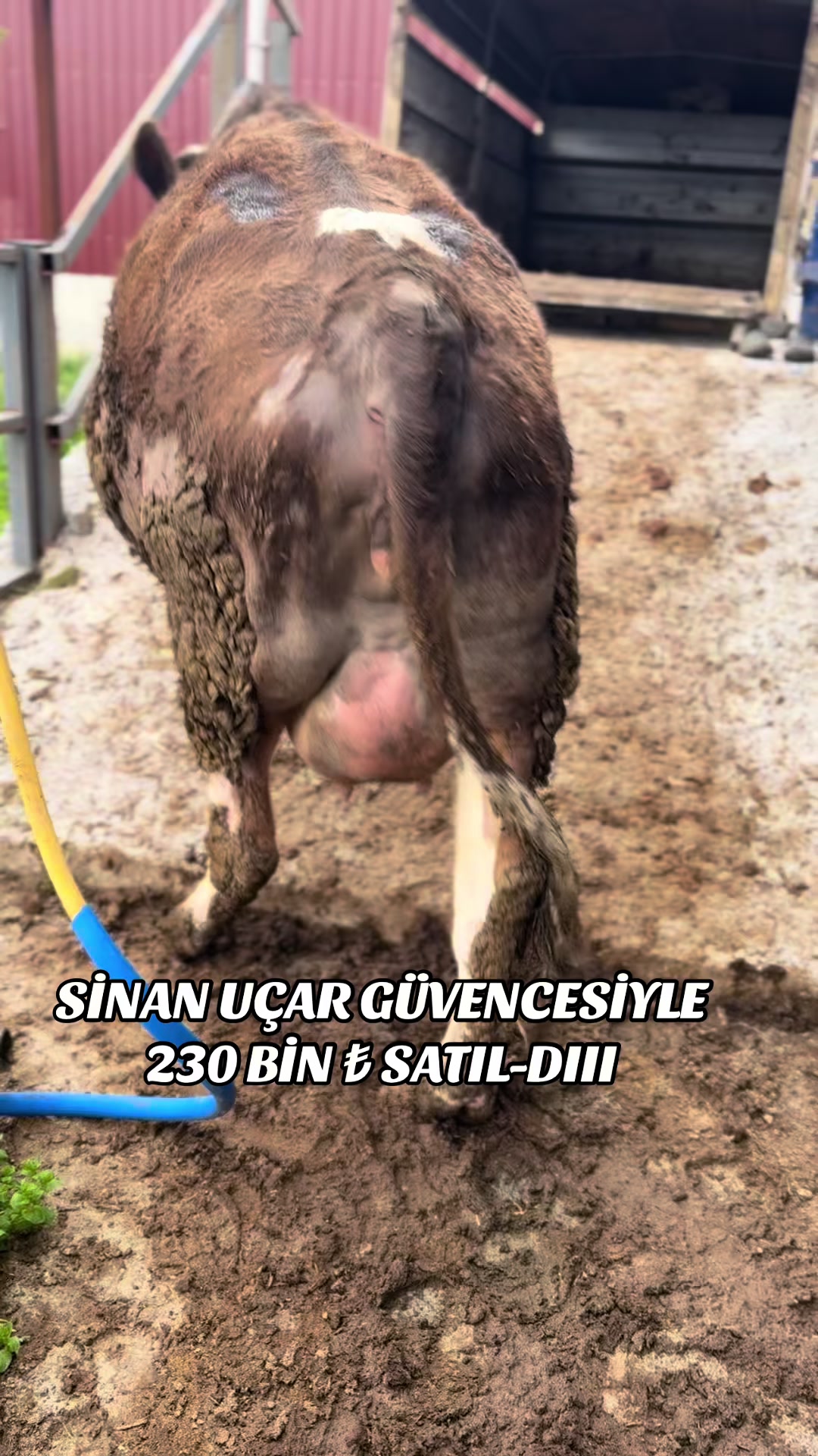 @CELEP SİNAN U&Ccedil;AR