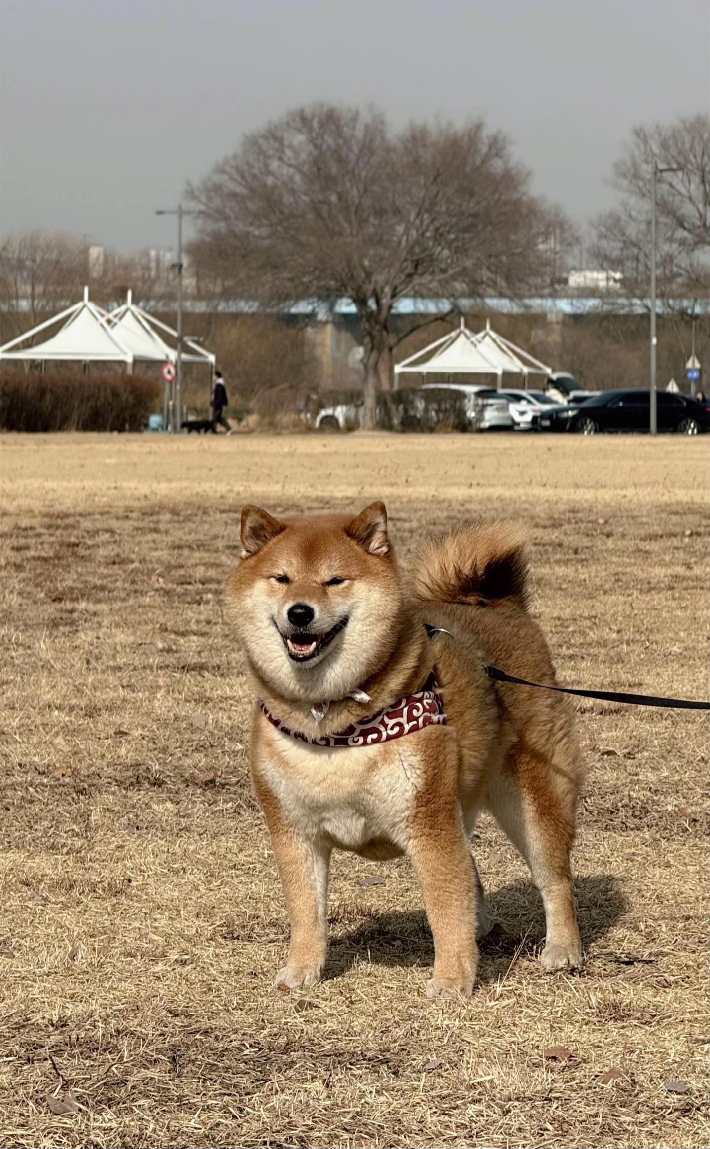 @틱톡하는시바🐕