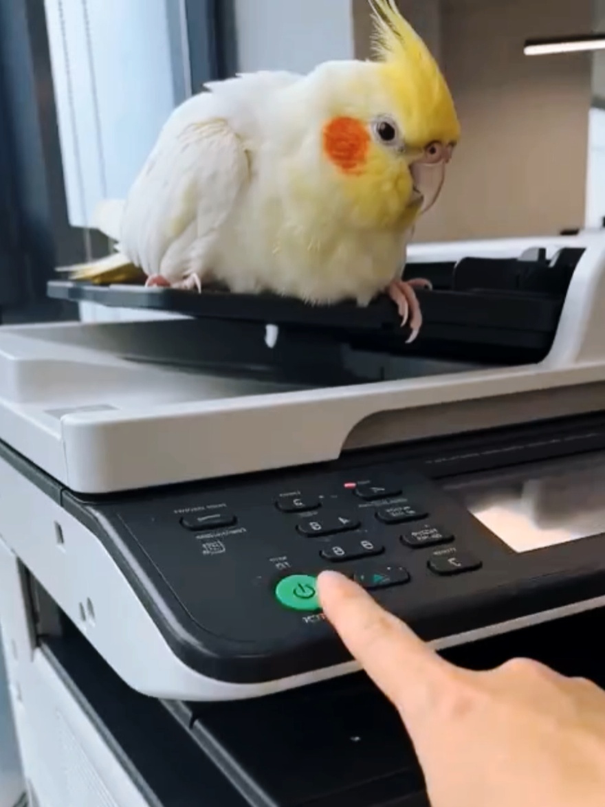 @Cockatiels Craze