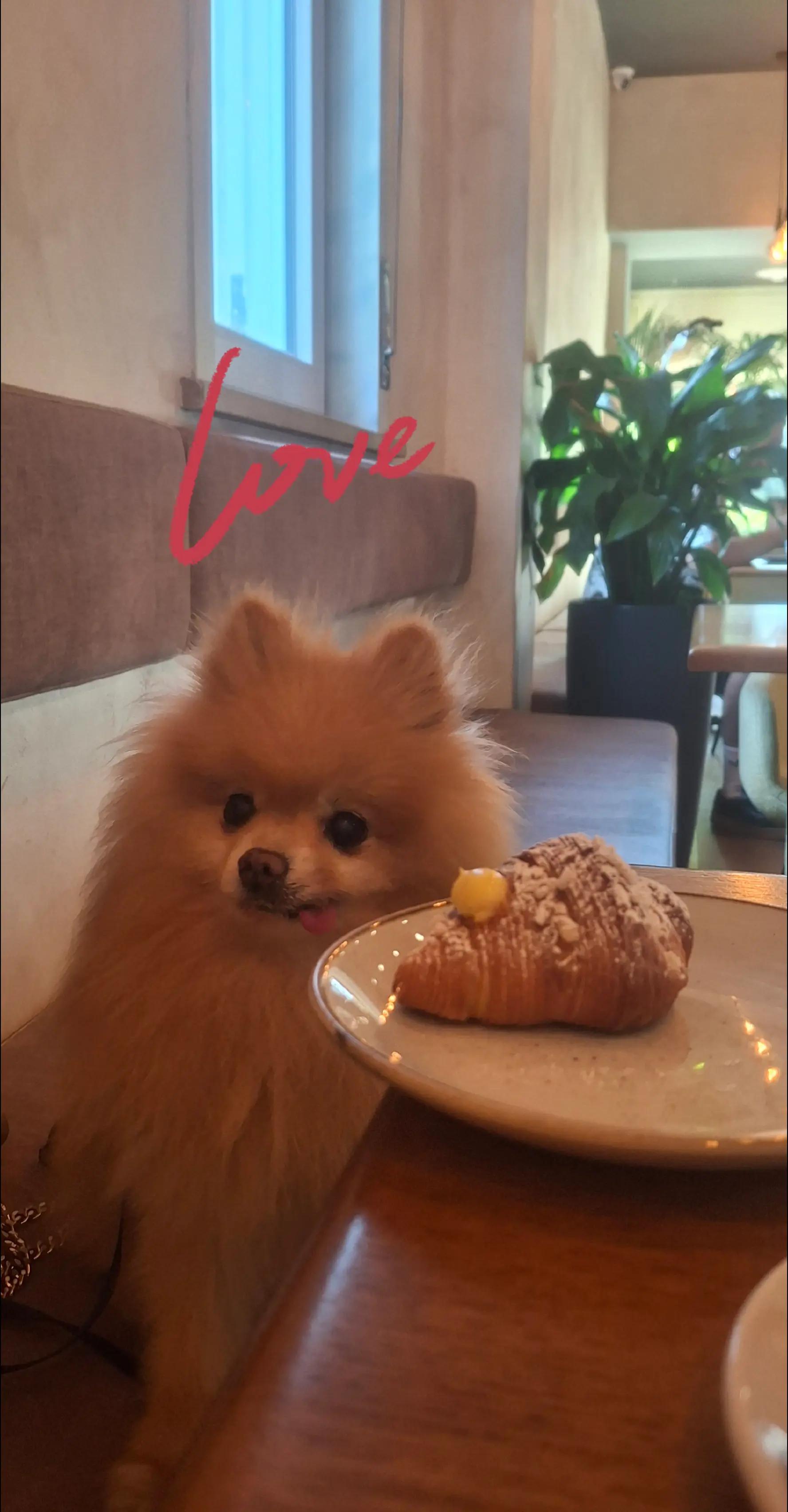 @❤️Milo❤️
