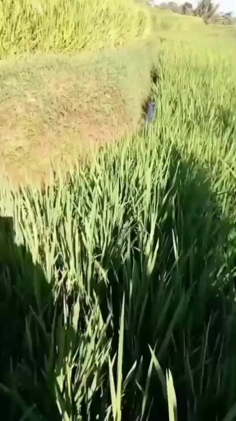 @Rajawali Sakti
