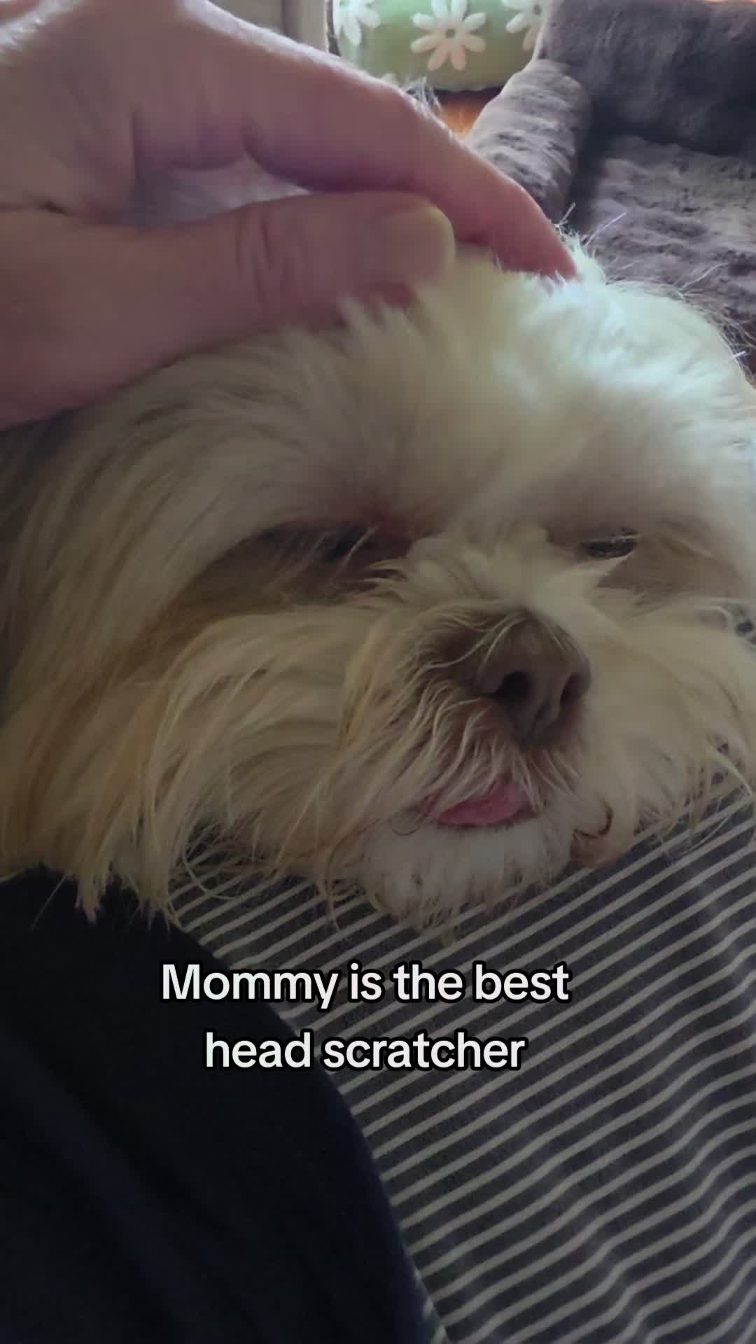 @Little Miss Mollie