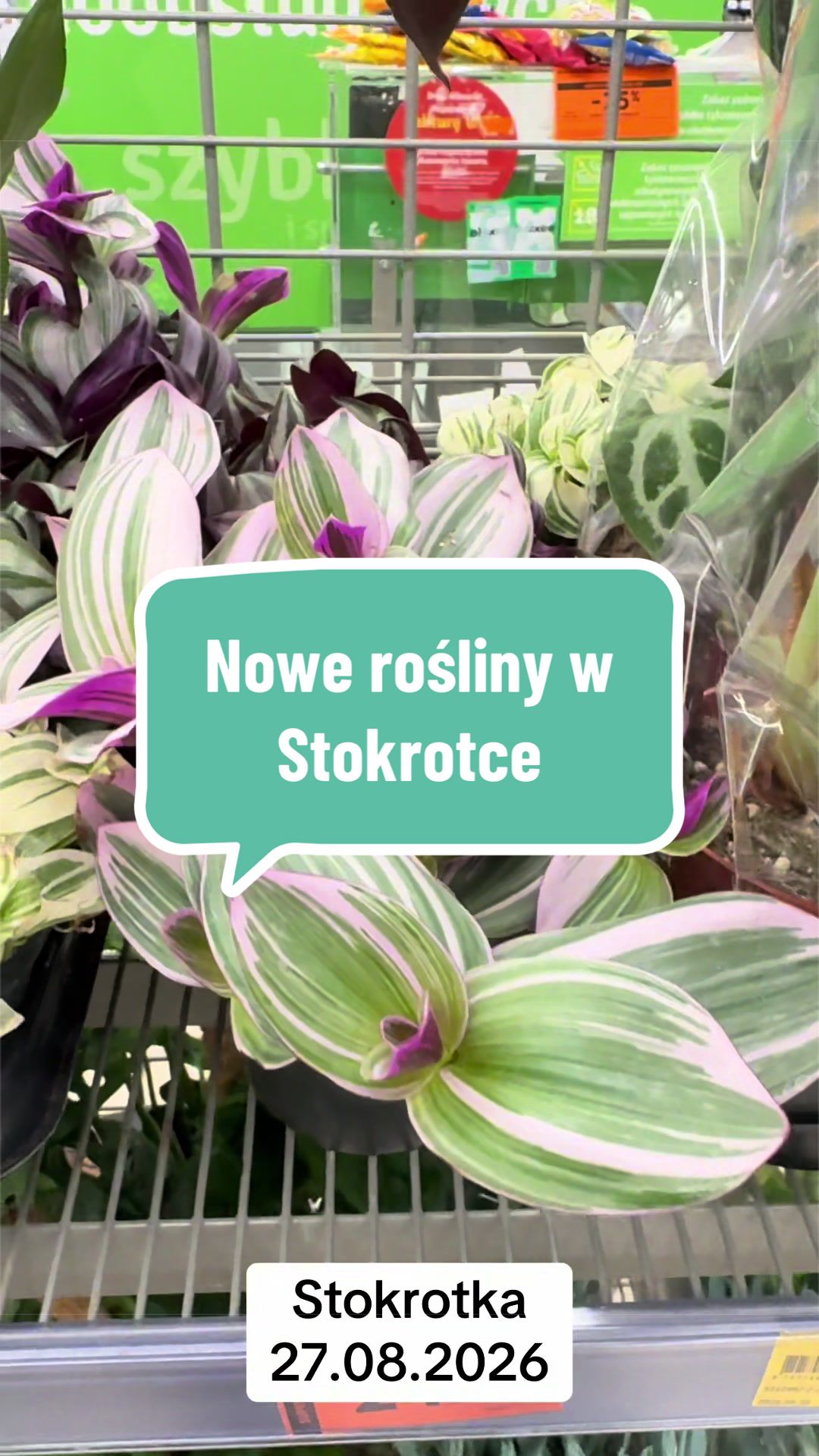 @maciej.plants