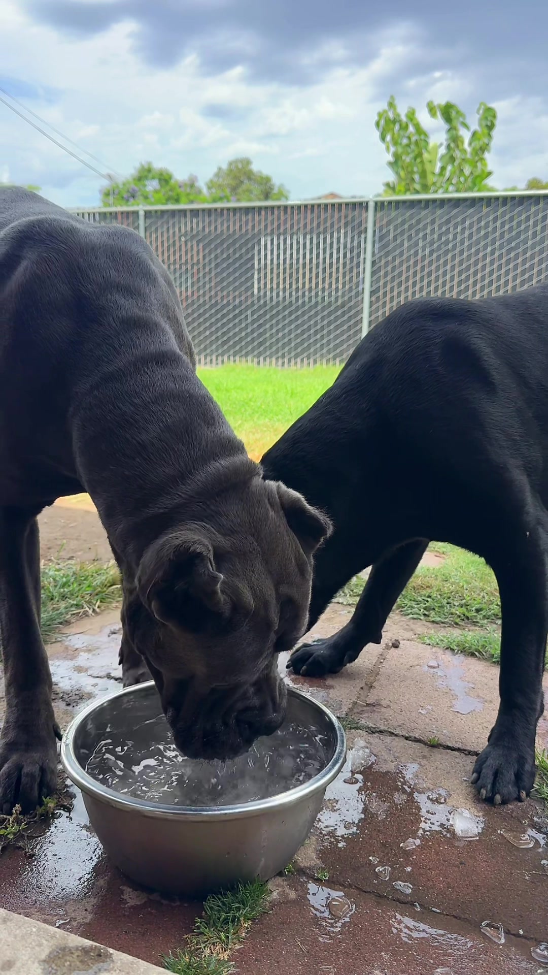 @noblepridecanecorso