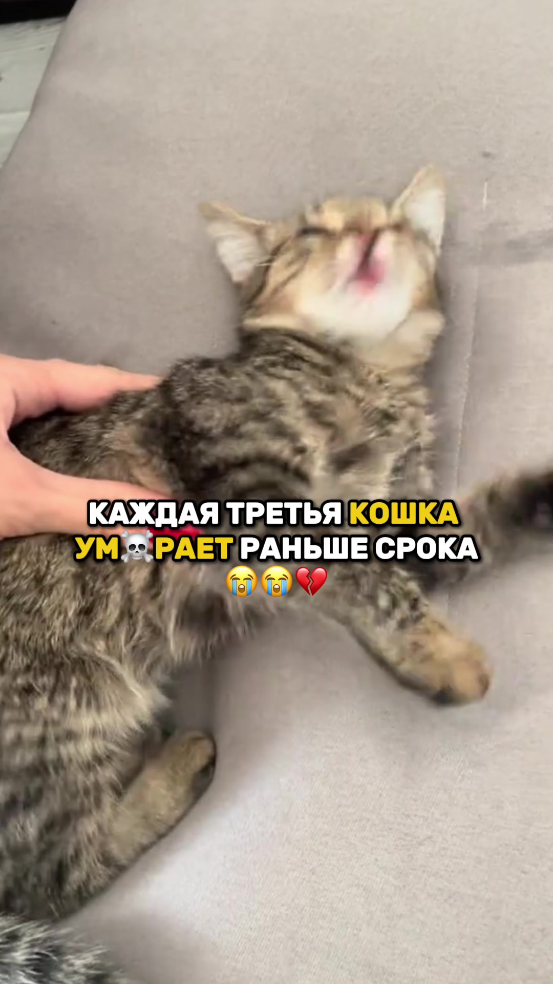 @daria_mikki