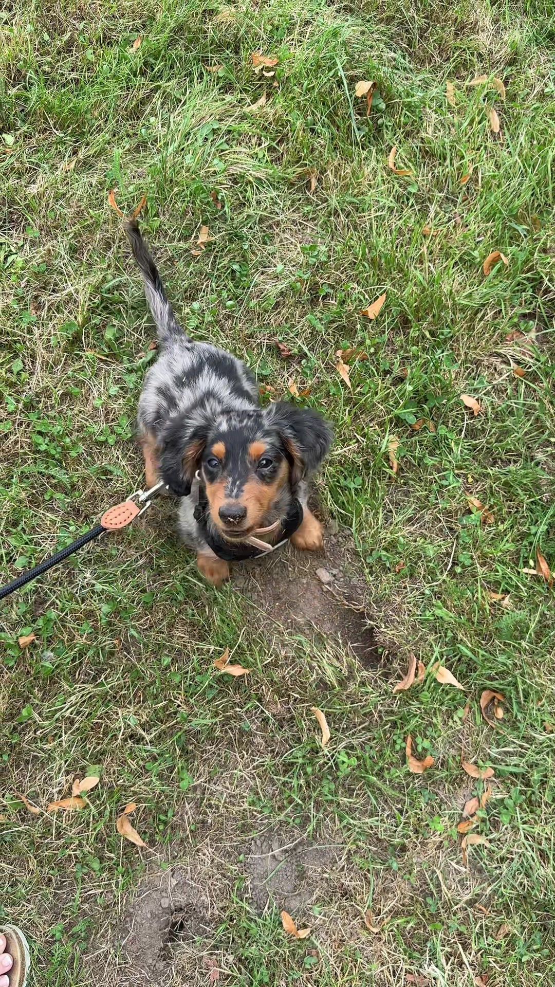 @Lio&Lou I Dachshund