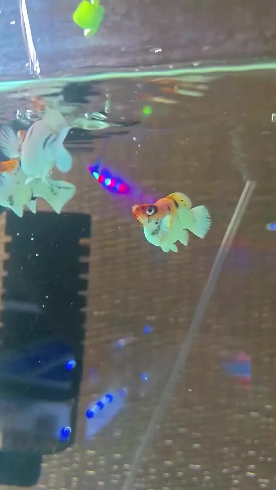 @Wan Aquatic