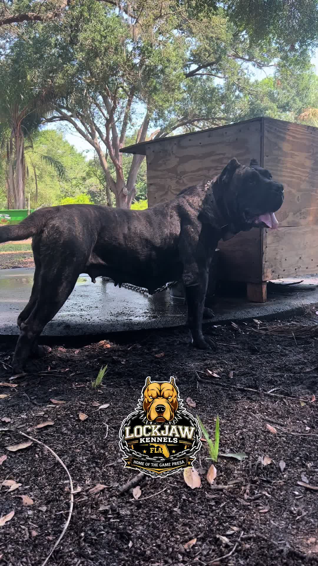 @lockjawkennelfla