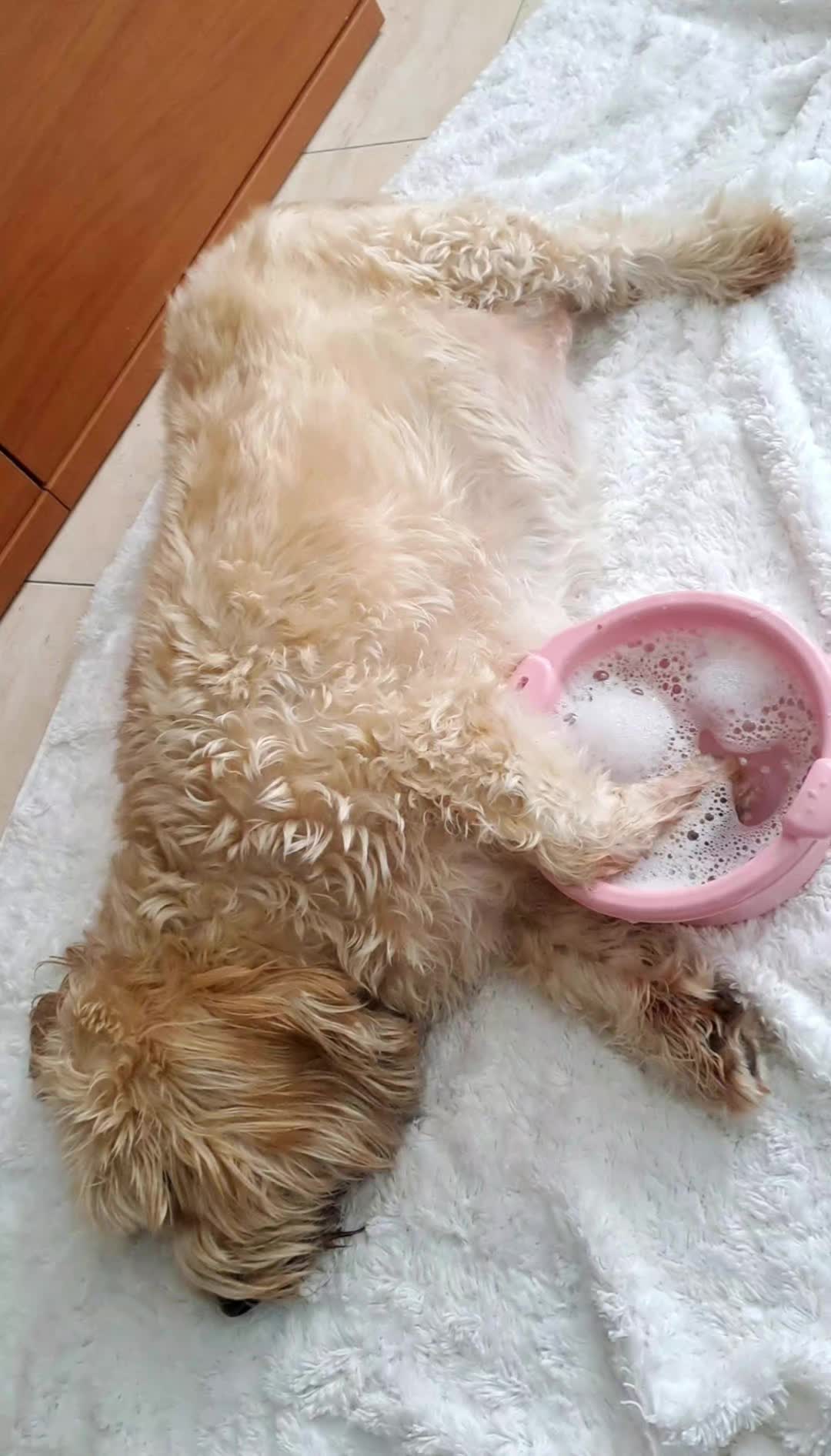 @luabro