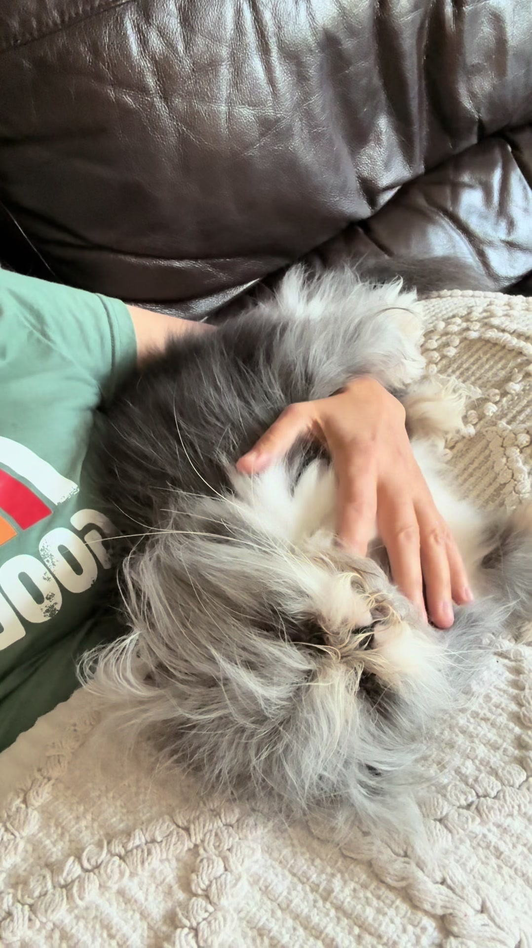 @atchoumthecat