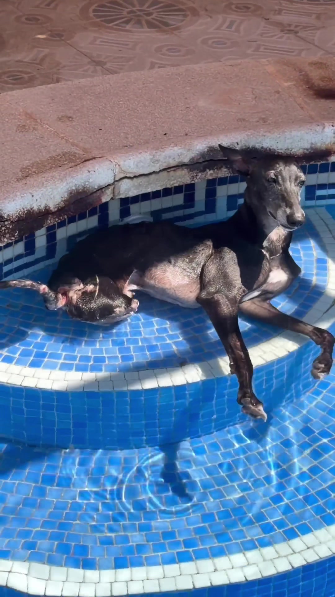 @Galgos del Sol
