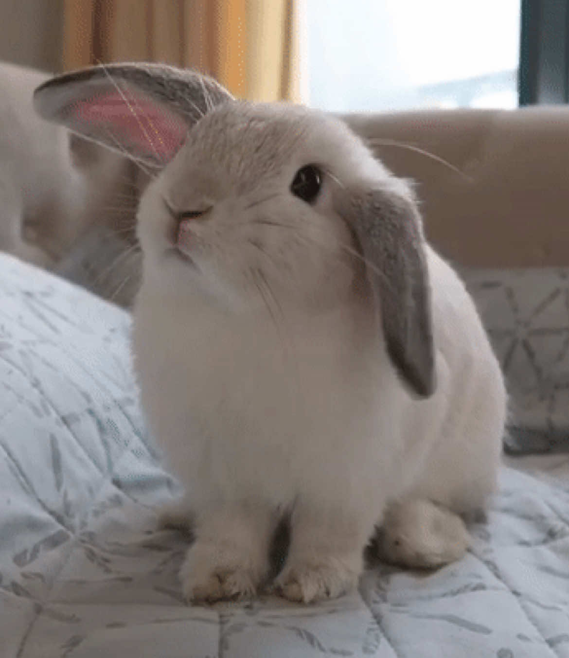 @𓂃𓂂◌🩺𝓘ntern.𝓡ants🐰◌˳𓇬