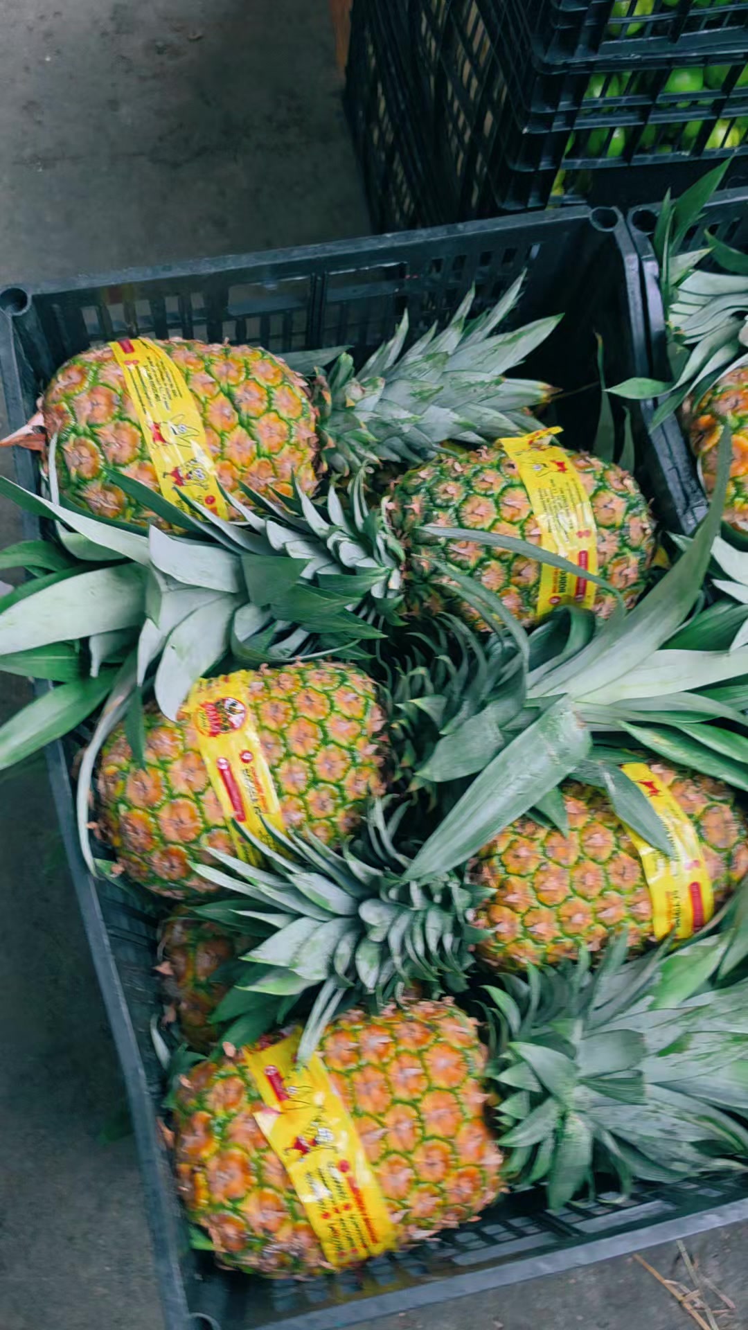 @Elgallocebollas🐓🧅🍍🍉