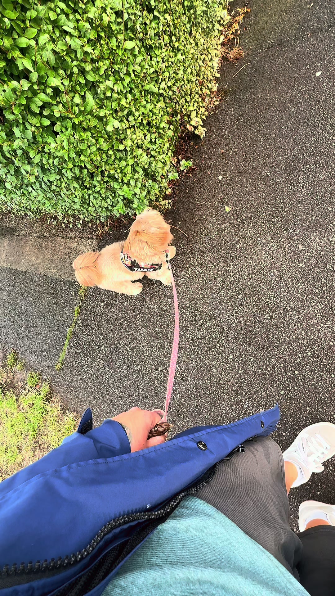@Frankie&rsquo;s Wag &lsquo;N&rsquo; Walk