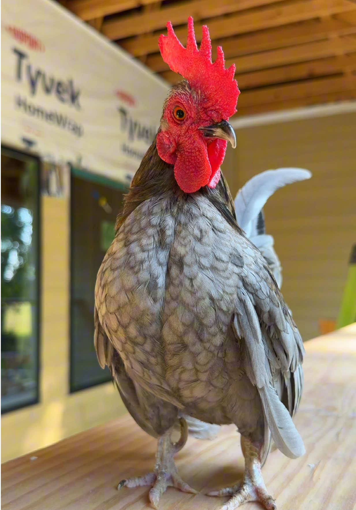 @Gulf Coast Cluckers