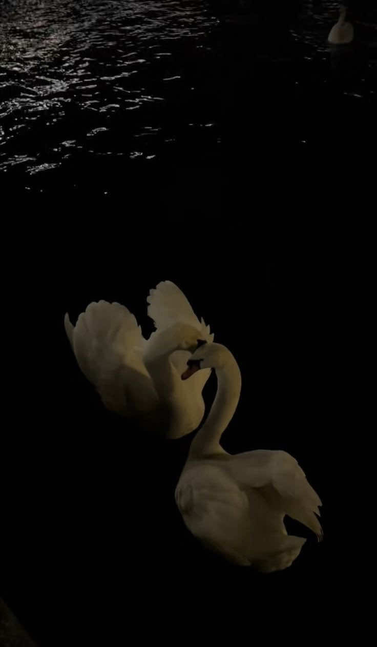 @۶ৎ