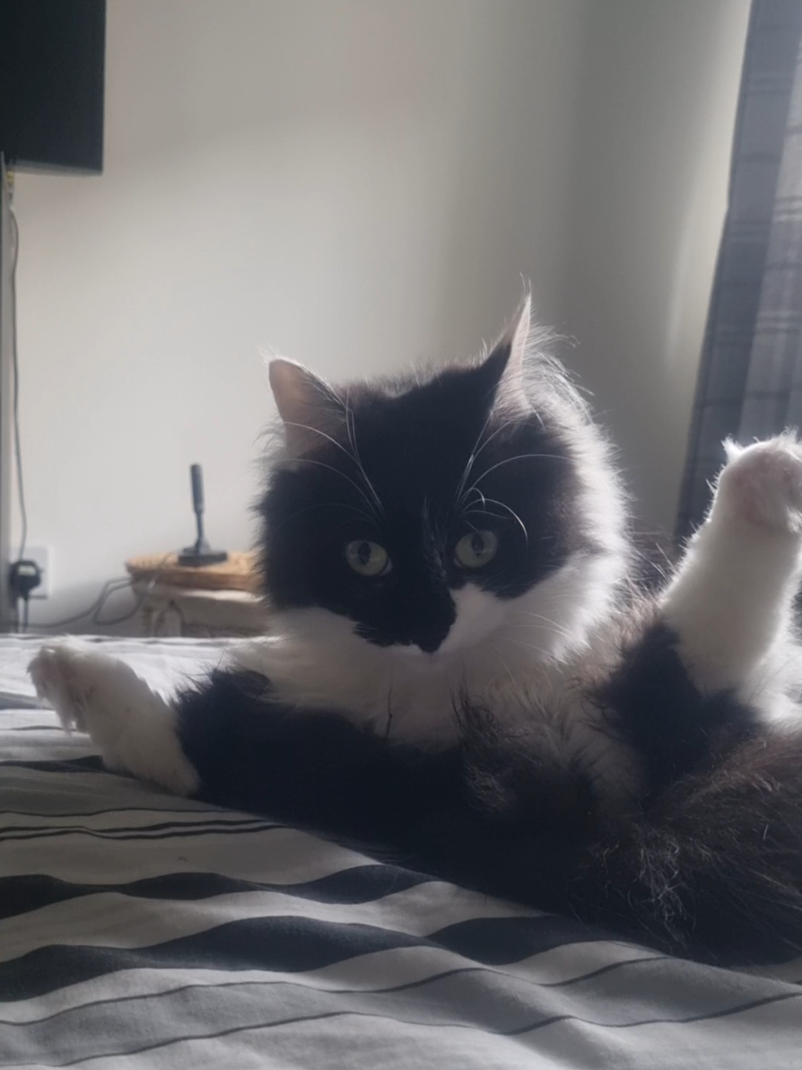 @2catlife