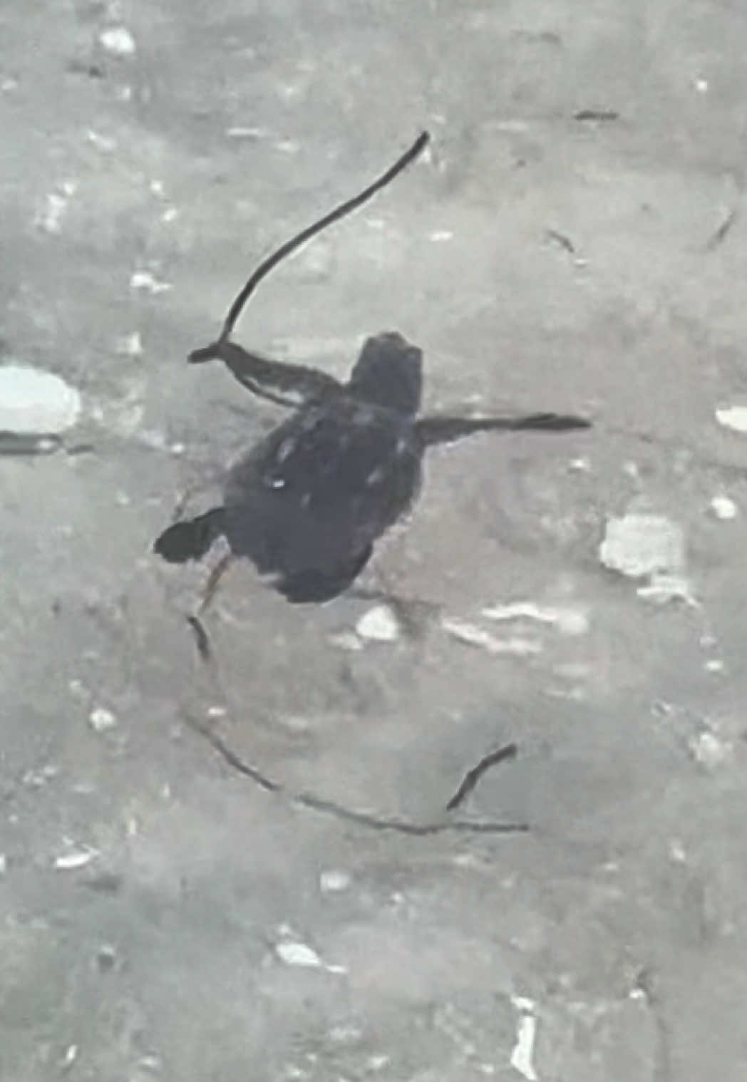 @Southwest Florida Shelling