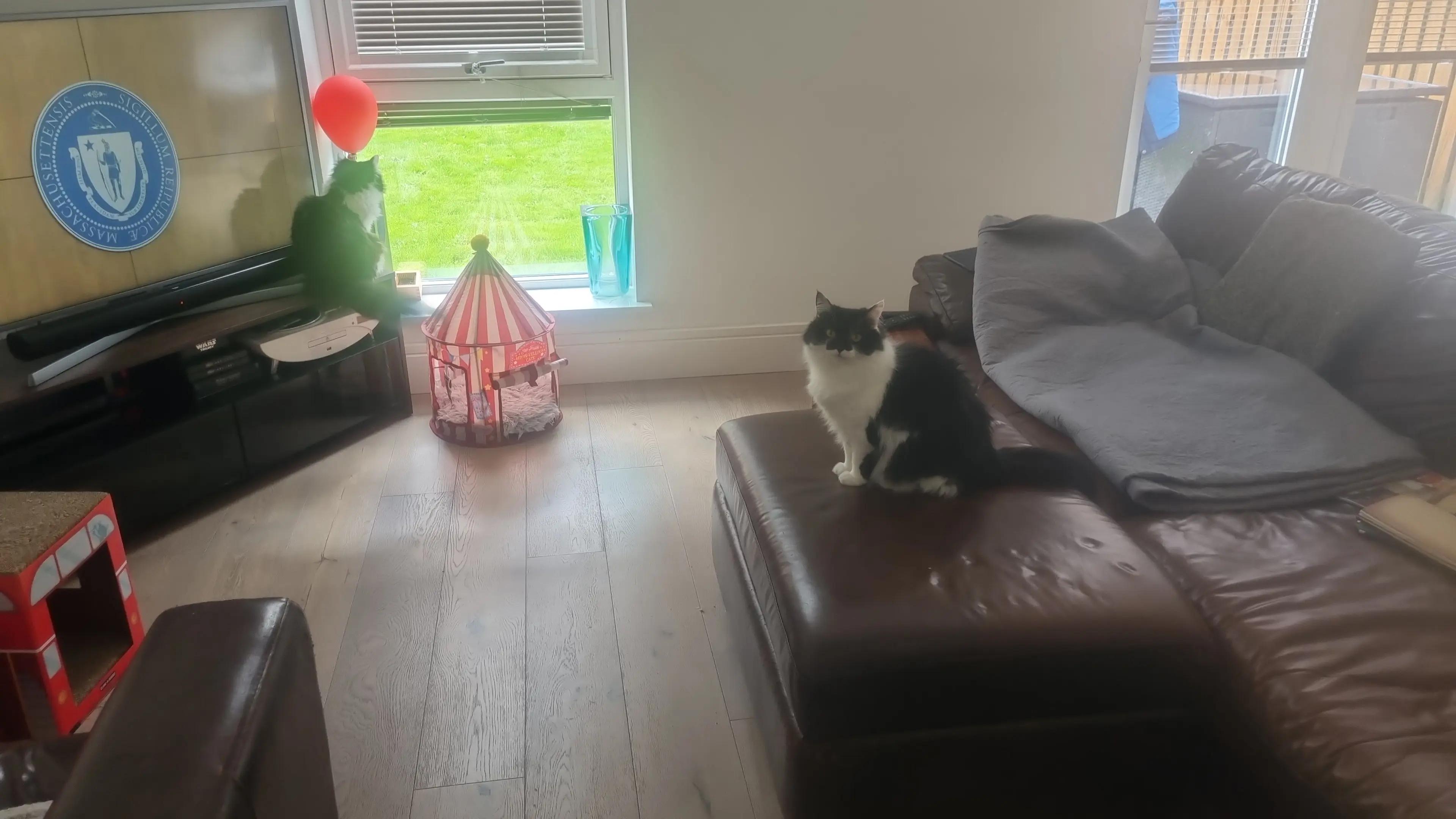 @2catlife
