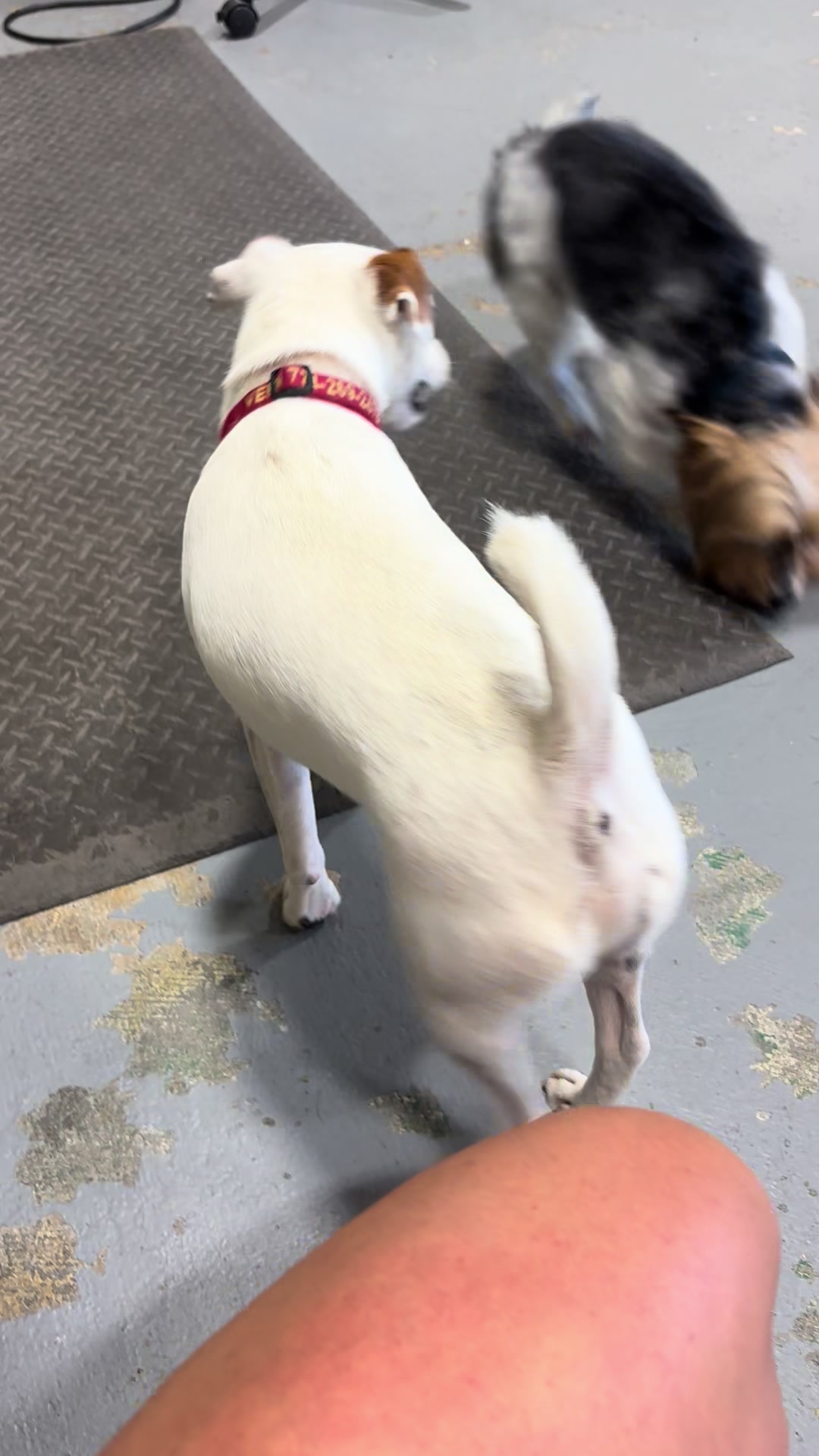 @K-9 Cleaner🐶