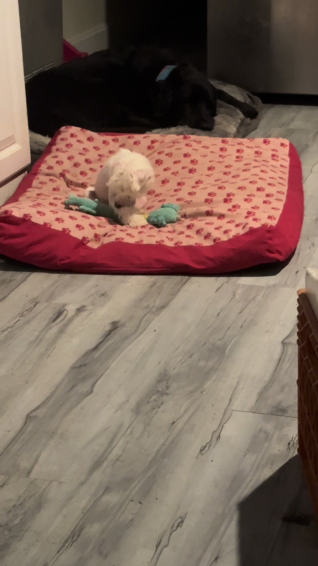 @Luxe The Adventure Poodle