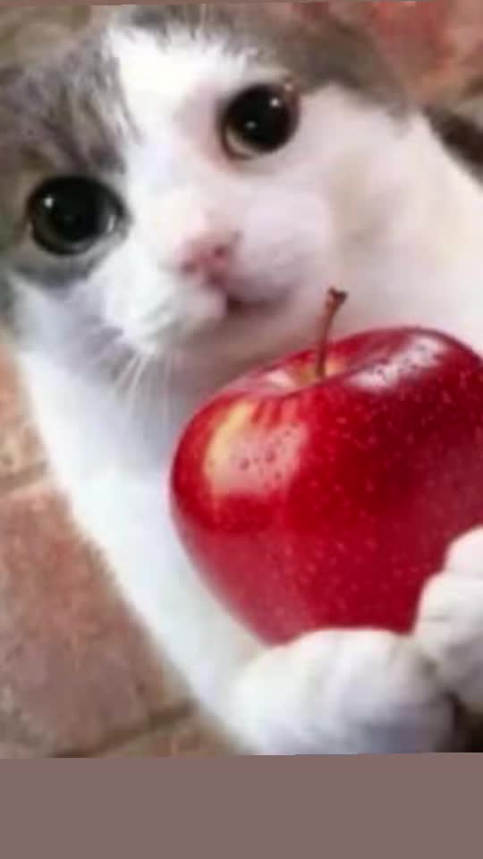 @imiiicat