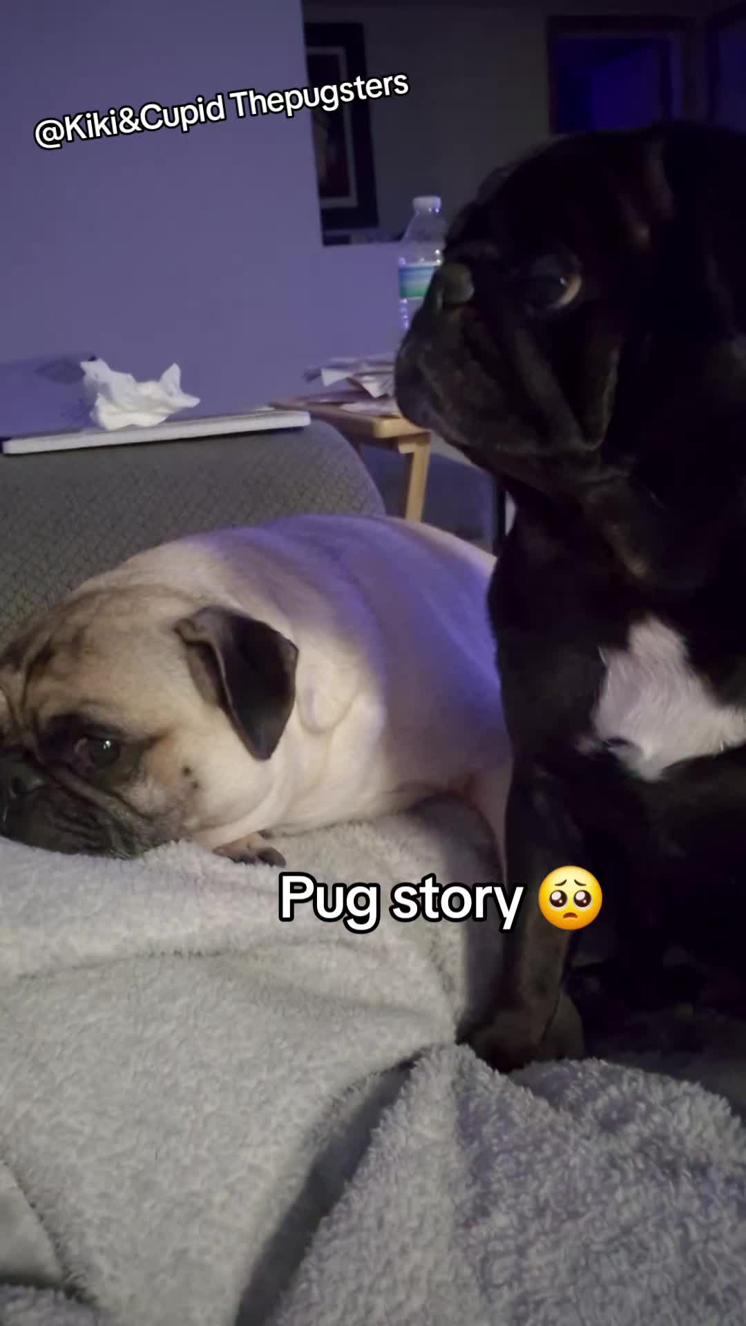 @Kiki&Cupid Thepugster