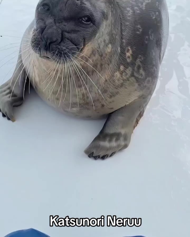 @Whysosealious?