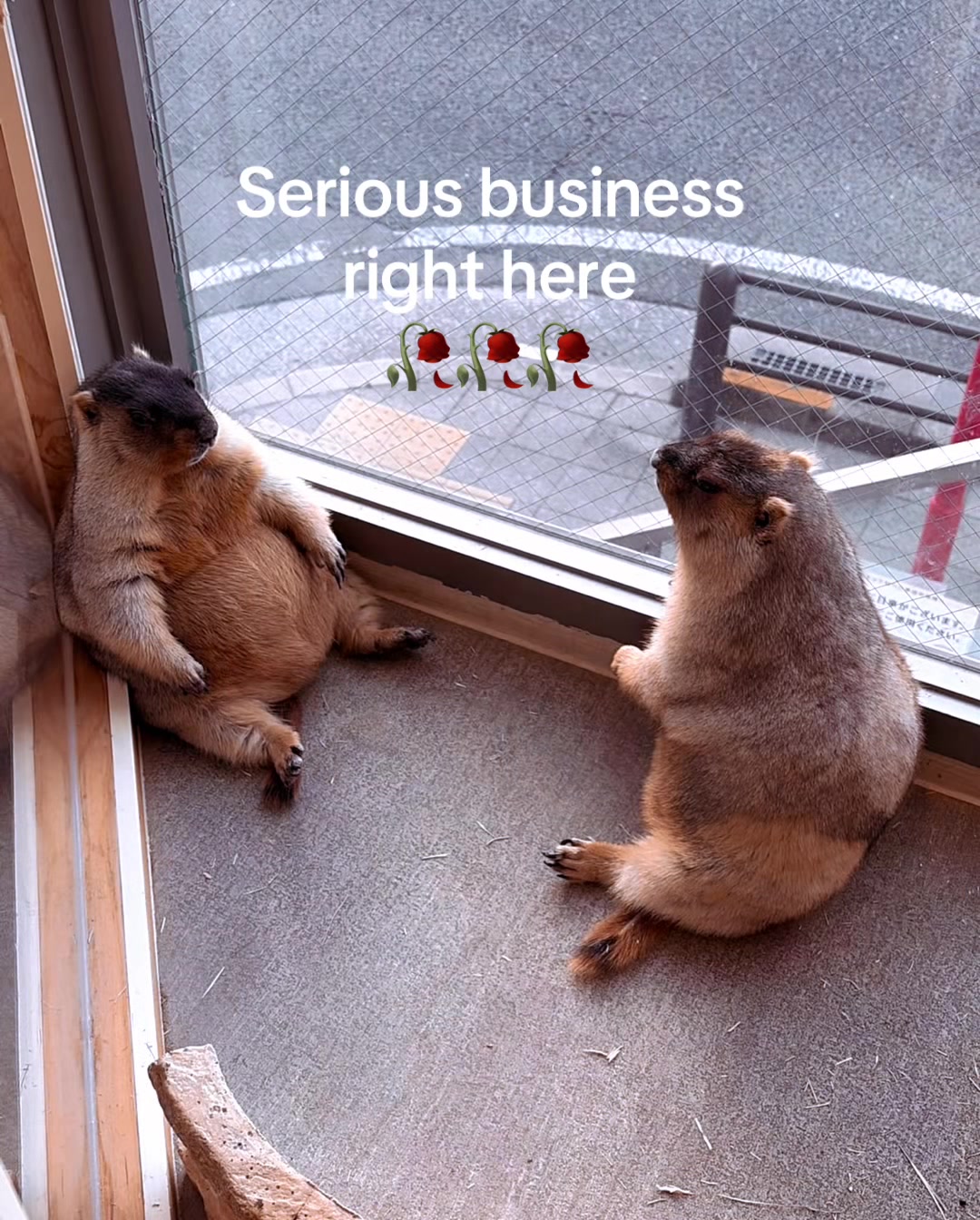 @Mr. Marmot