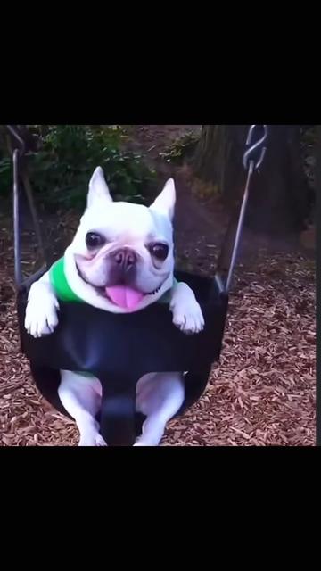 @Pibble Plug